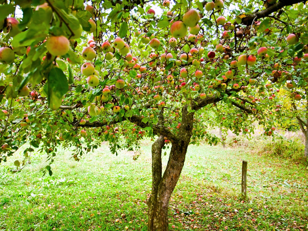 Apple tree