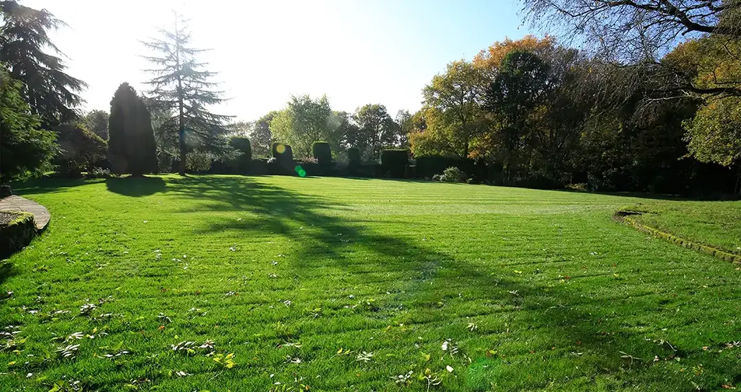 Lawn during autumn season