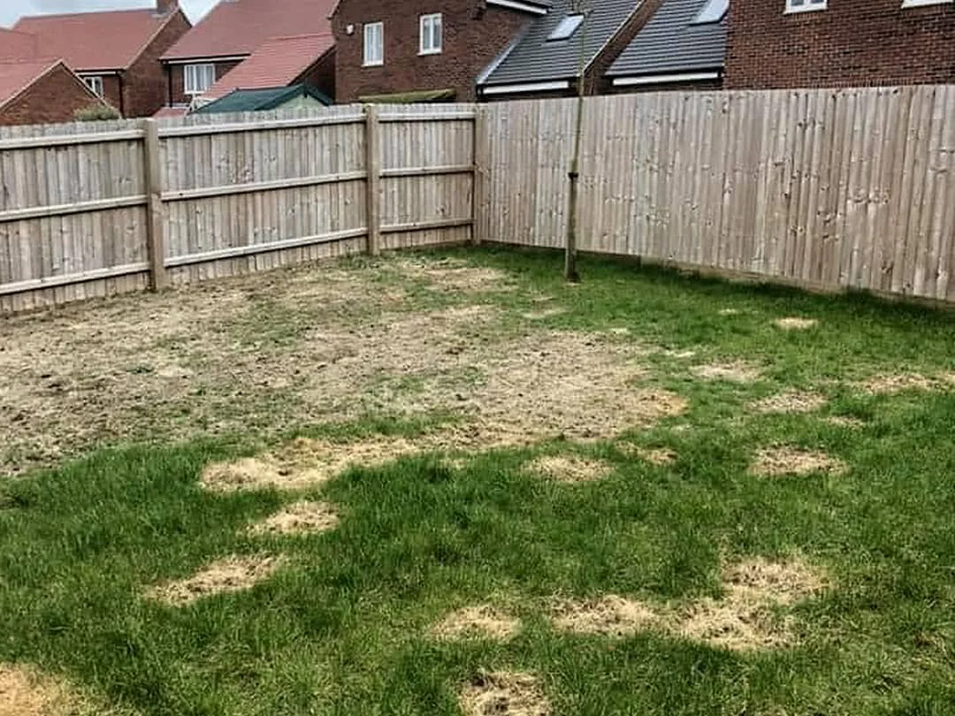 lawn-master-chafer-grubs-damage-before