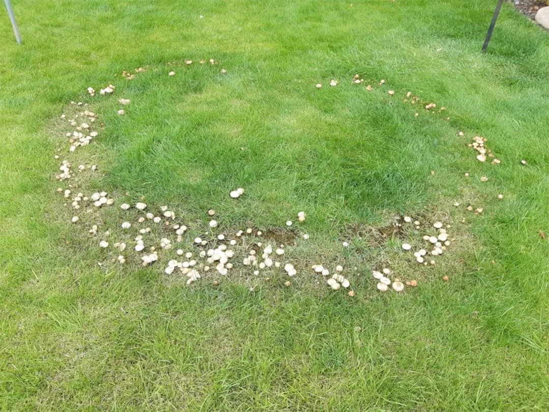 fairy-rings-lawn-care-tips