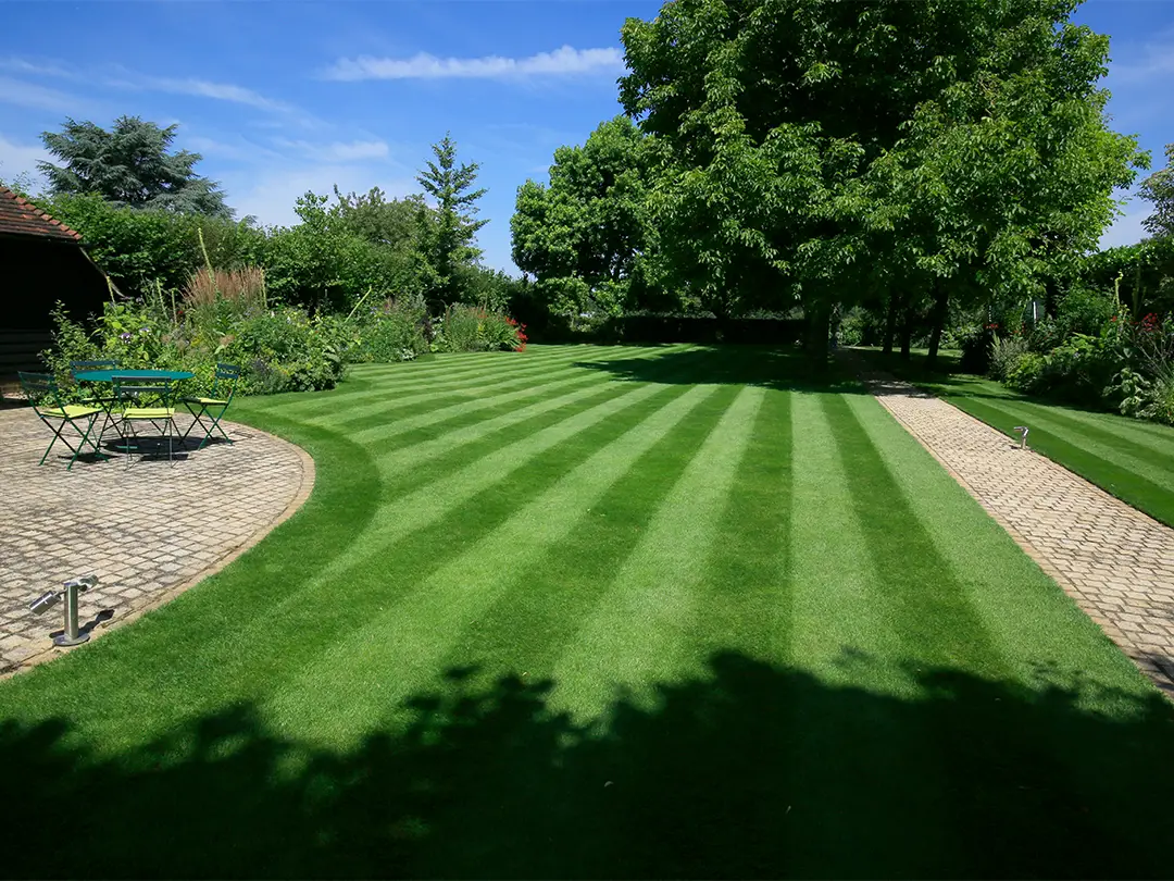 Lawn after fertilised