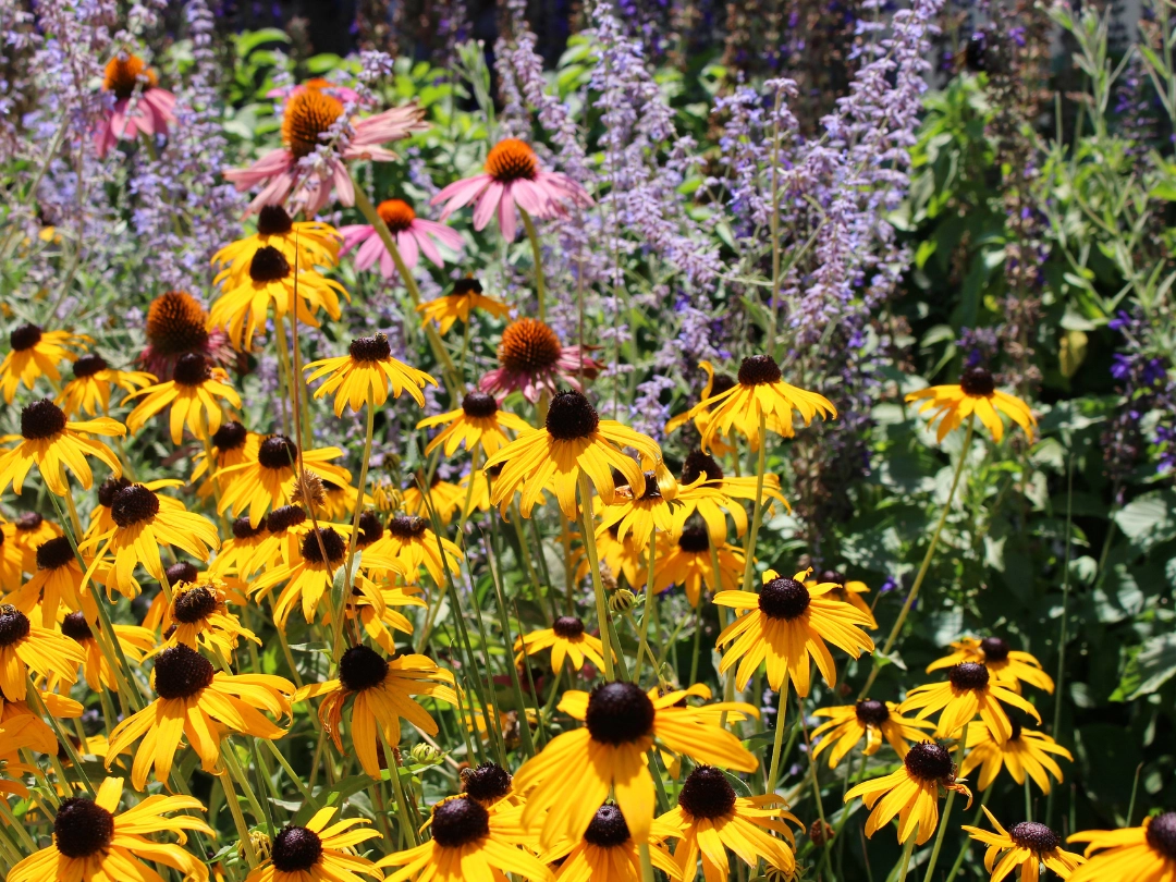 Wildflowers in garden