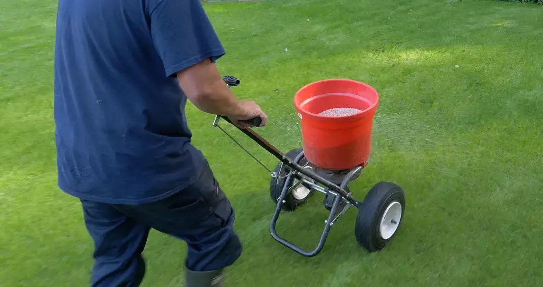 Greenkeeper seeding grass with a seed spreader