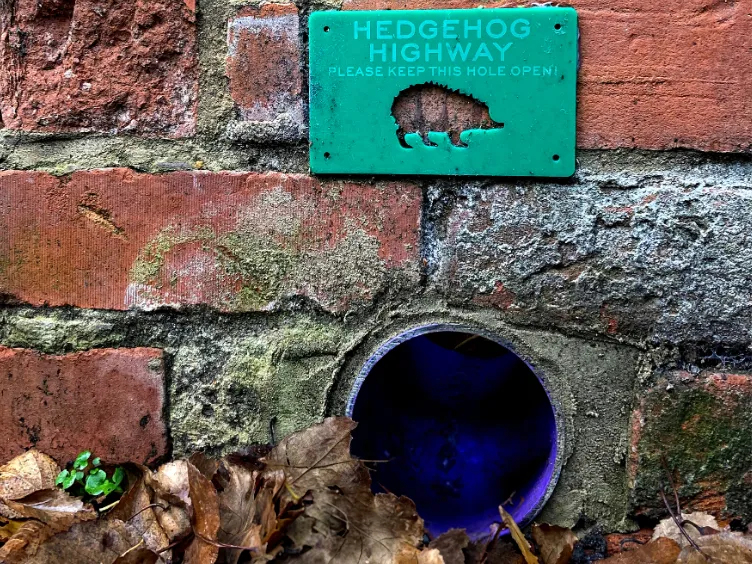 Hedgehog highway