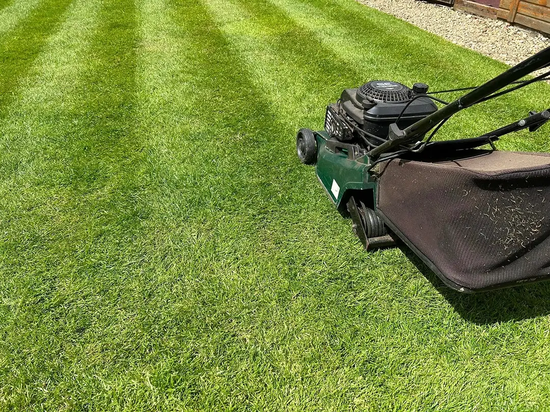 how-often-should-I-cut-my-lawn.webp