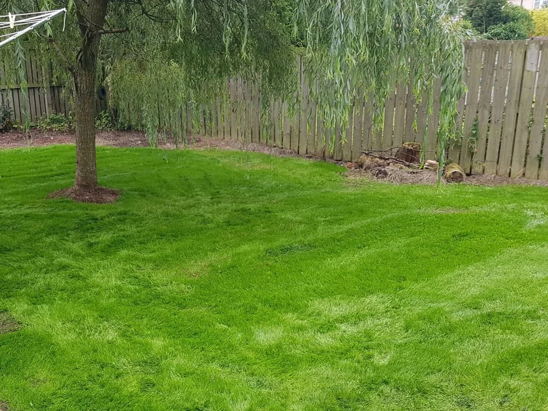 lawn-master-weeds-treatment-after