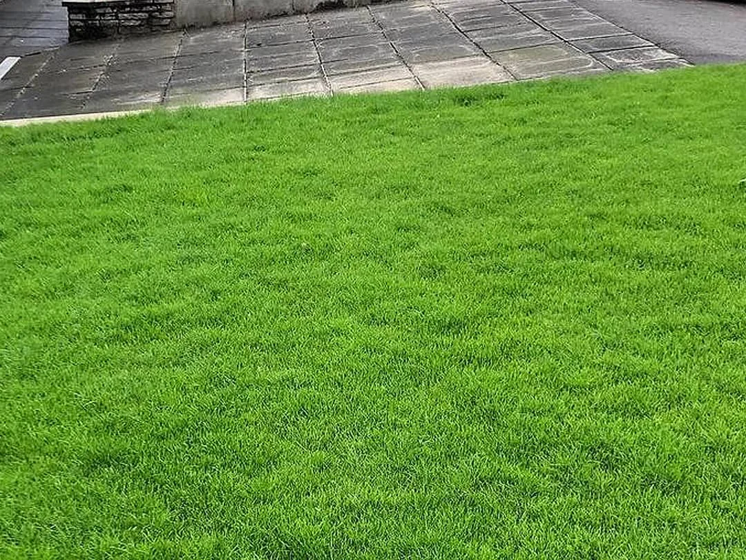 lawn-master-moss-after