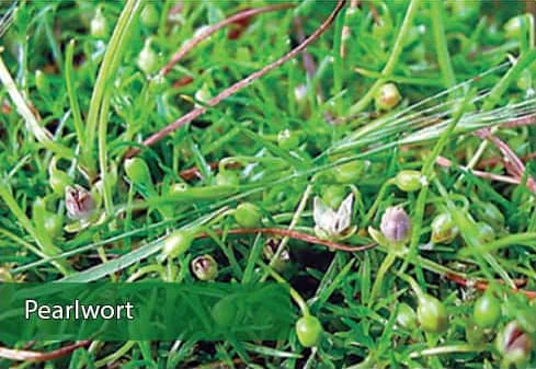 weeds-pearlwort