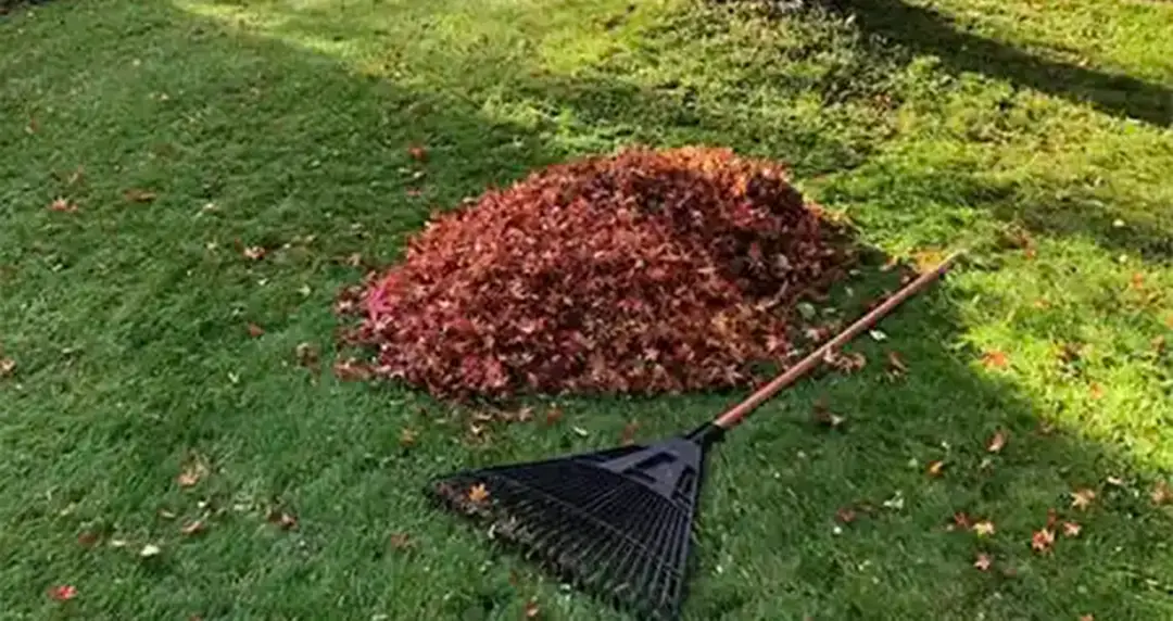 Fallen leaves on the grass