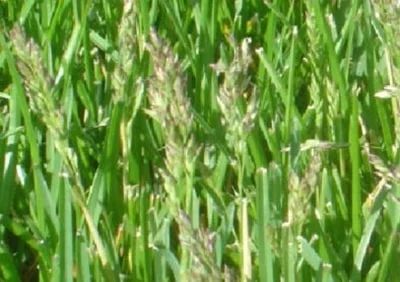 seed-heads-in-my-lawn