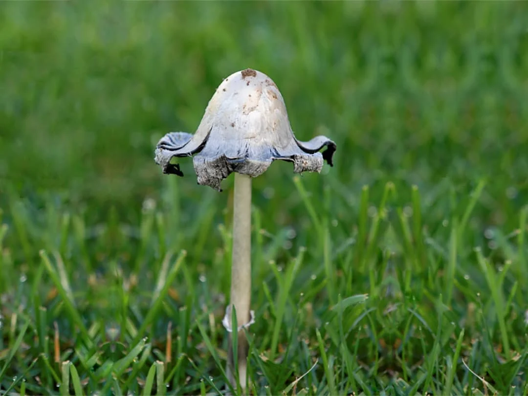 taodstools-in-your-lawn