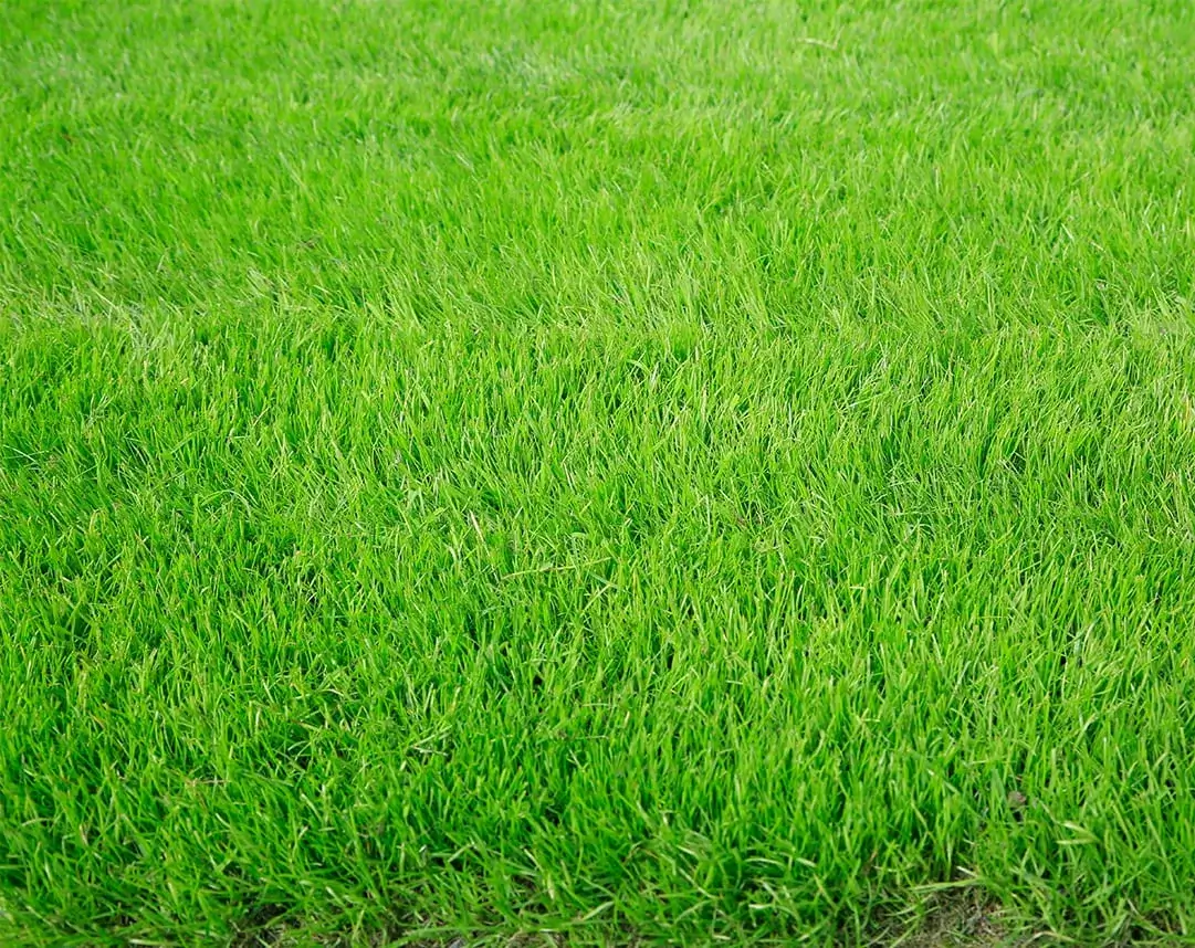 Lawn Master Organic Benefits